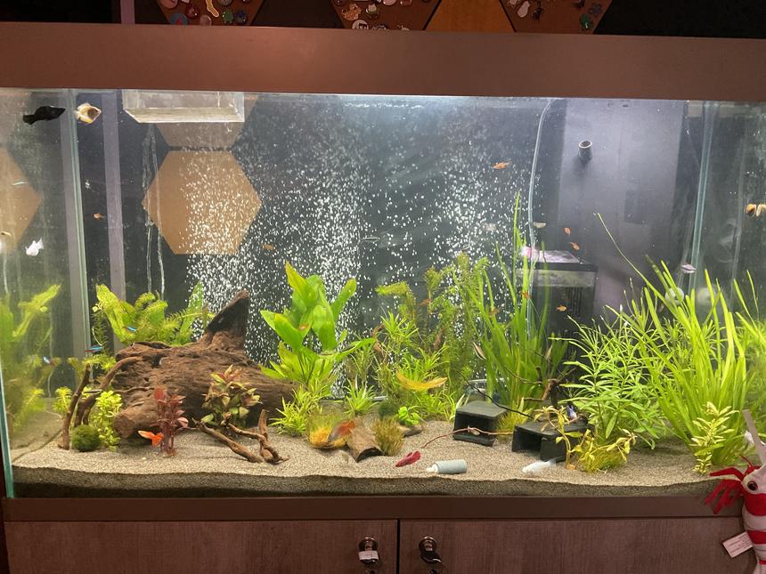 Rated #14: 60 Gallons Planted Tank - 60g planted freshwater tank with fish and shrimp