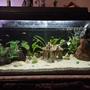 66 gallons planted tank (mostly live plants and fish) - Tropical fish tank with 6 diffrent fish species.