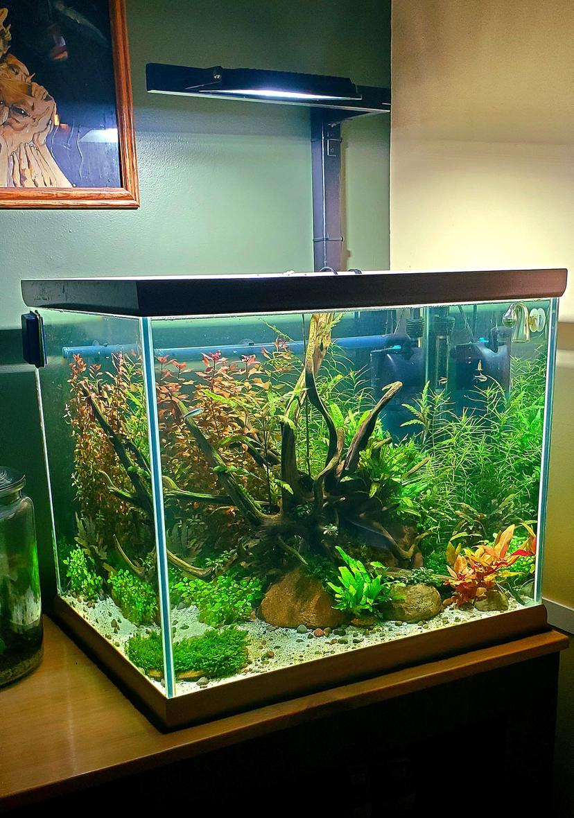 38 gallons planted tank (mostly live plants and fish) - The shoe shelf tank