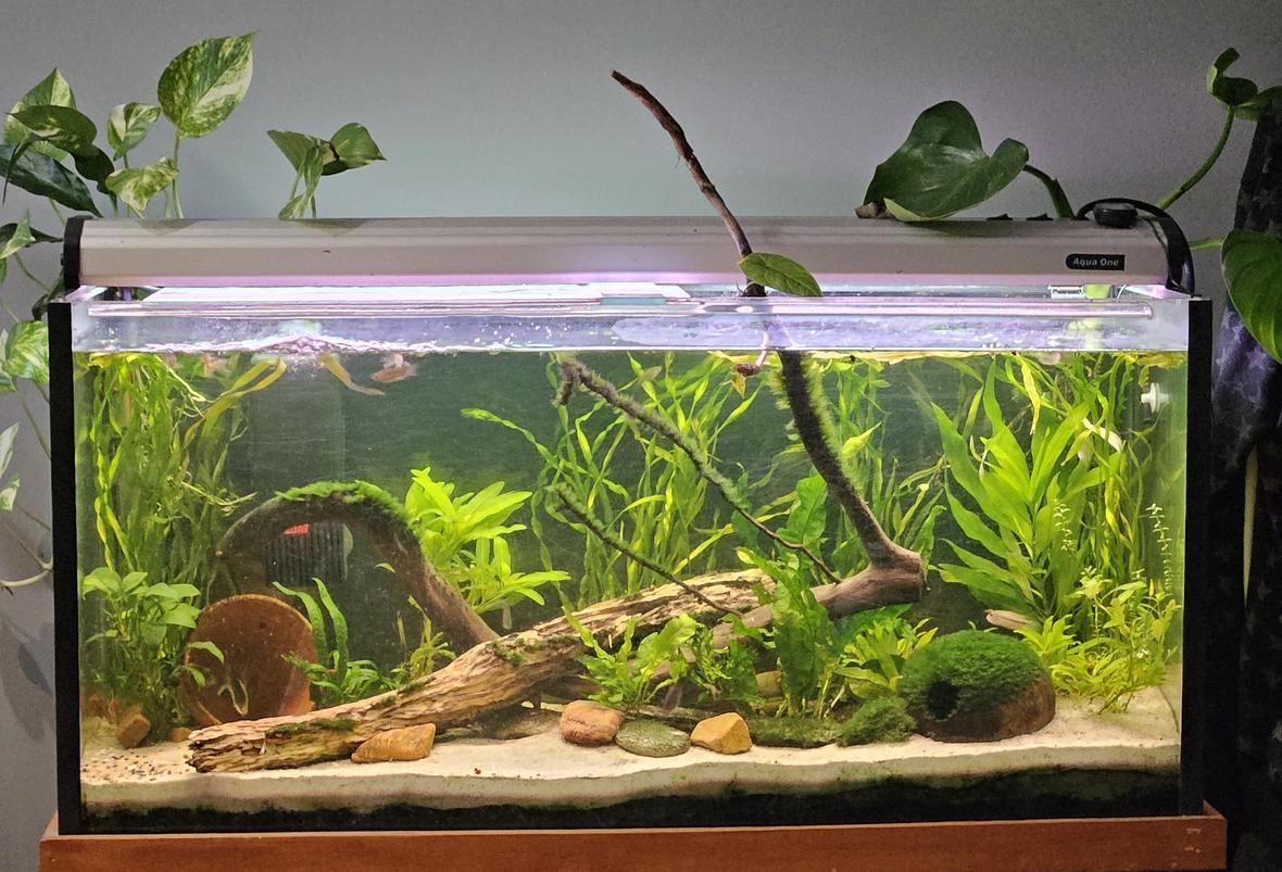 90 gallons planted tank (mostly live plants and fish) - Planted freshwater tropical