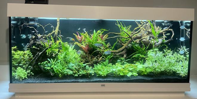 65 gallons planted tank (mostly live plants and fish) - Planted Rio 240