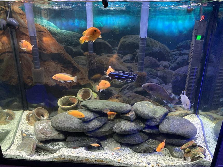 Rated #1: 40 Gallons Freshwater Fish Tank - Cichlids hanging out