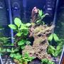 freshwater fish stocking in 40 gallons tank - First planted tank