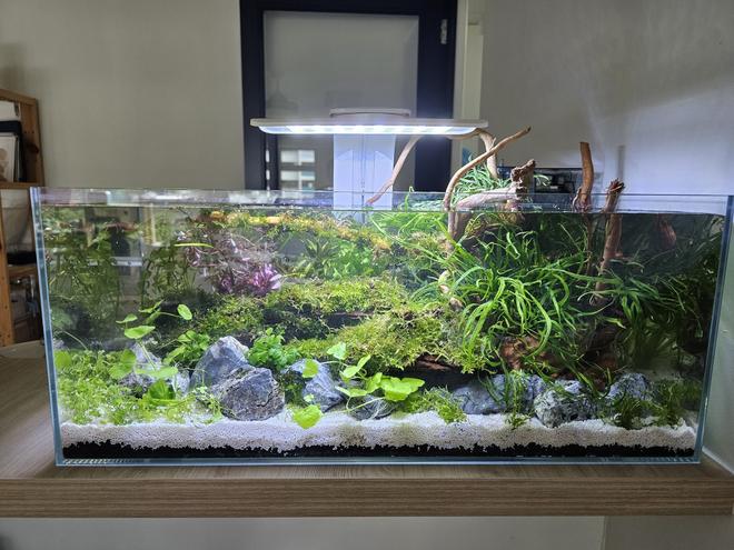 10 gallons planted tank (mostly live plants and fish) - New 2ft tank