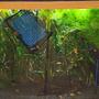 46 gallons planted tank (mostly live plants and fish) - .