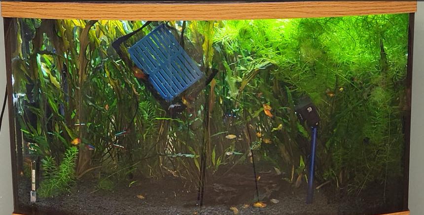 Rated #1812: 46 Gallons Planted Tank - .