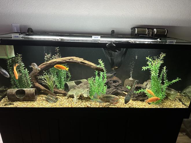 freshwater fish stocking in 220 gallons tank - 220 American cichlids