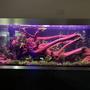 160 gallons planted tank (mostly live plants and fish) - Not the best photo...First attempt of taking a photo of a fish tank...NOT EASY !!