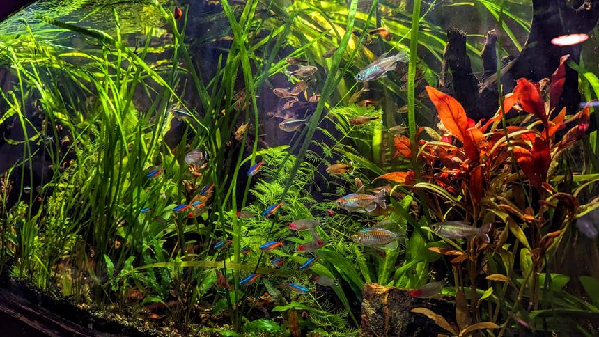 Rated #9: 75 Gallons Planted Tank - Tetra Paradise