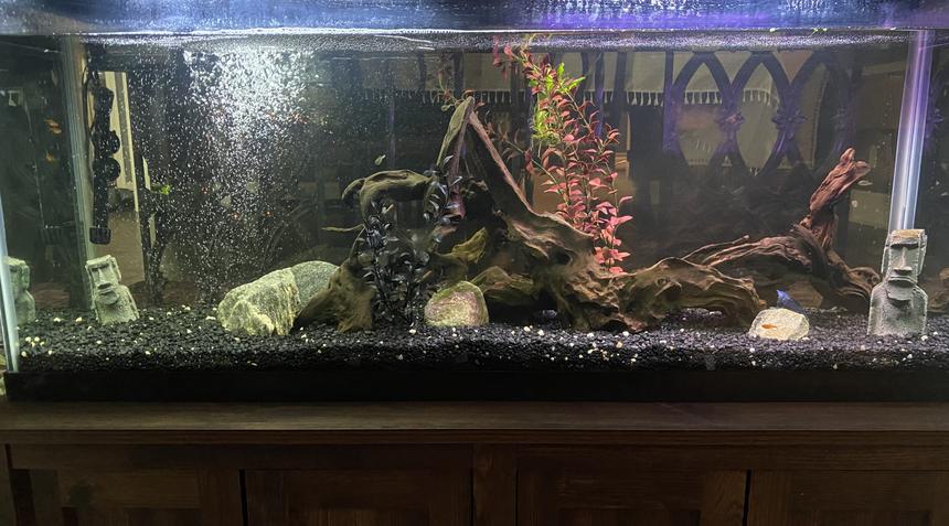 Rated #1888: 55 Gallons Freshwater Fish Tank - Our 55 gallon tank
