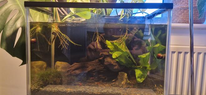 18 gallons planted tank (mostly live plants and fish) - Our 24 litre shrimp tqnk