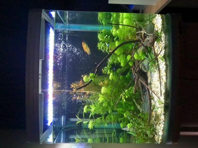 34 gallons planted tank (mostly live plants and fish) - 130 litre planted tank. This is my first aquarium, keen to hear what you think!