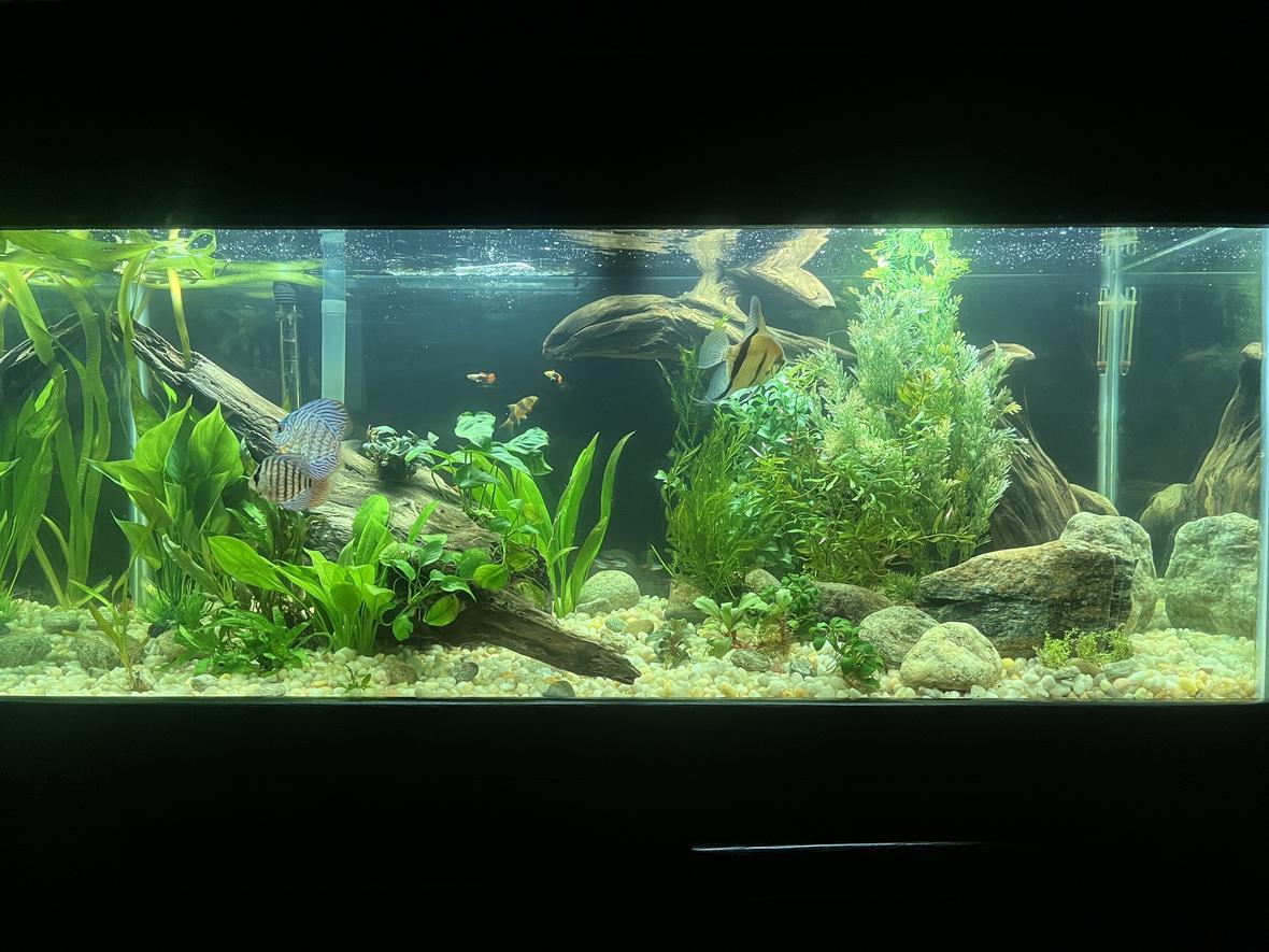 75 gallons planted tank (mostly live plants and fish) - Front view