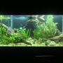 75 gallons planted tank (mostly live plants and fish) - Front view