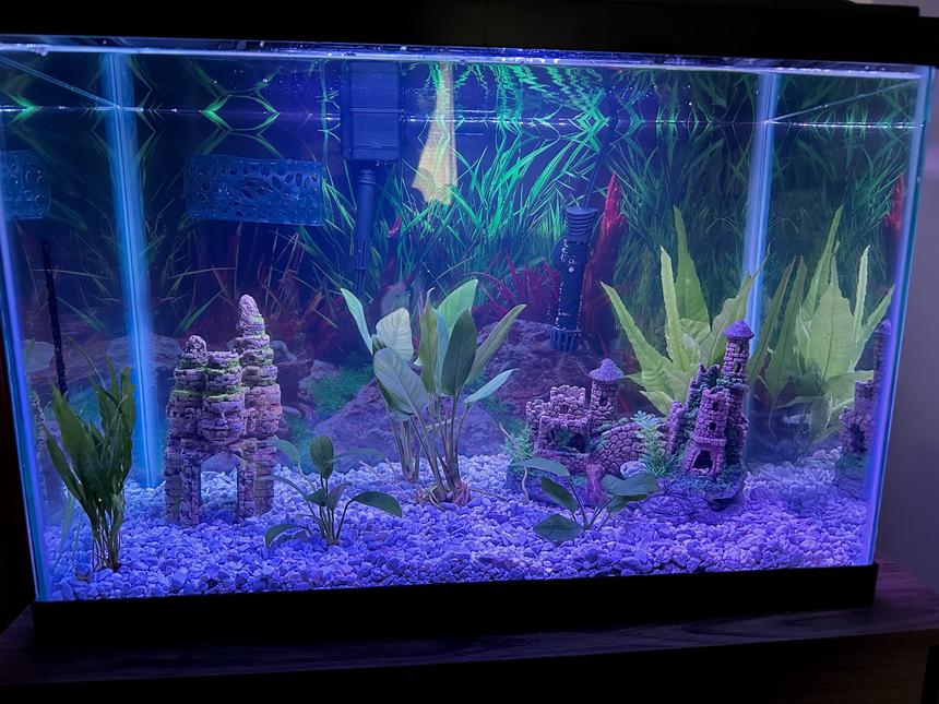 Rated #2: 20 Gallons Freshwater Fish Tank - My 20 gallon Betta fish tank with live plants.