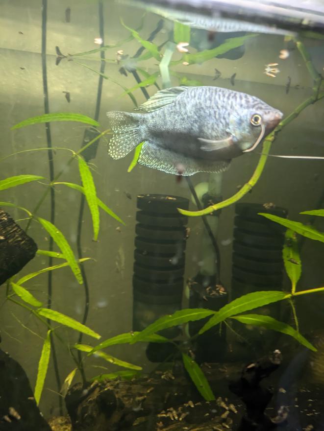 freshwater fish stocking in 35 gallons tank - My blue