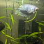 freshwater fish stocking in 35 gallons tank - My blue