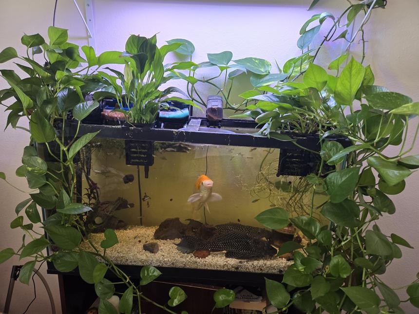 Rated #7: Freshwater Fish Stocking In 50 Gallons Tank - Fish