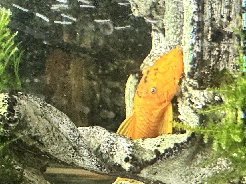 Rated #6: Freshwater Fish Stocking In 29 Gallons Tank - Bristlenose Pleco