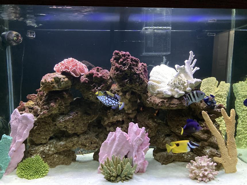 Rated #1: 150 Gallons Saltwater Fish Tank - Front View