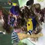 saltwater fish stocking in 150 gallons tank - Side View