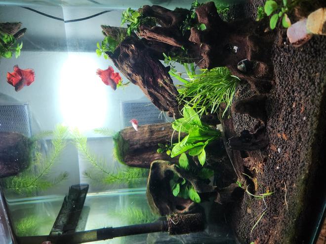 33 gallons planted tank (mostly live plants and fish) - Rejuvenated an old tank