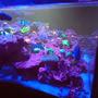 80 gallons reef tank (mostly live coral and fish) - 80g Seapora Sps dominant mixed reef