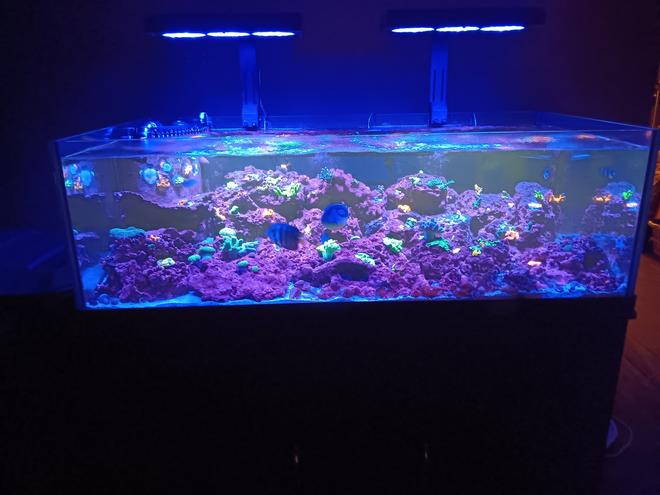 80 gallons reef tank (mostly live coral and fish) - 80g Seapora Sps dominant mixed reef