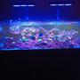 80 gallons reef tank (mostly live coral and fish) - 80g Seapora Sps dominant mixed reef