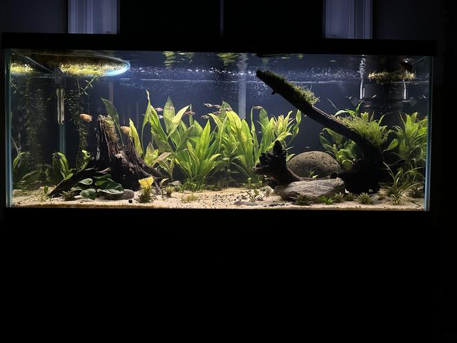 75 gallons planted tank (mostly live plants and fish) - 75 gallon planted with 50 nano fish