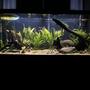 75 gallons planted tank (mostly live plants and fish) - 75 gallon planted with 50 nano fish
