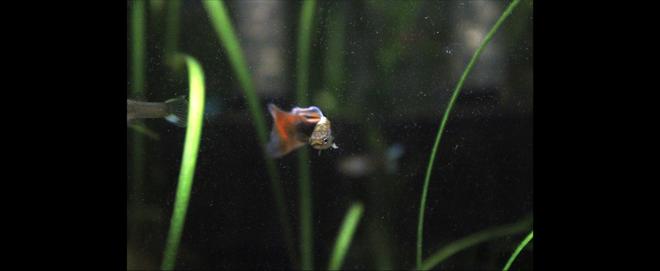 20 gallons planted tank (mostly live plants and fish) - Grey Black and Orange Guppy
