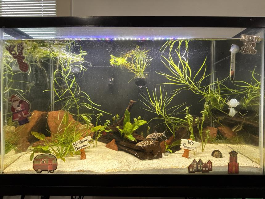 Rated #17: 29 Gallons Planted Tank - My Daily Entertainment