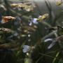 fish tank picture - Guppies in my plant fish tank!