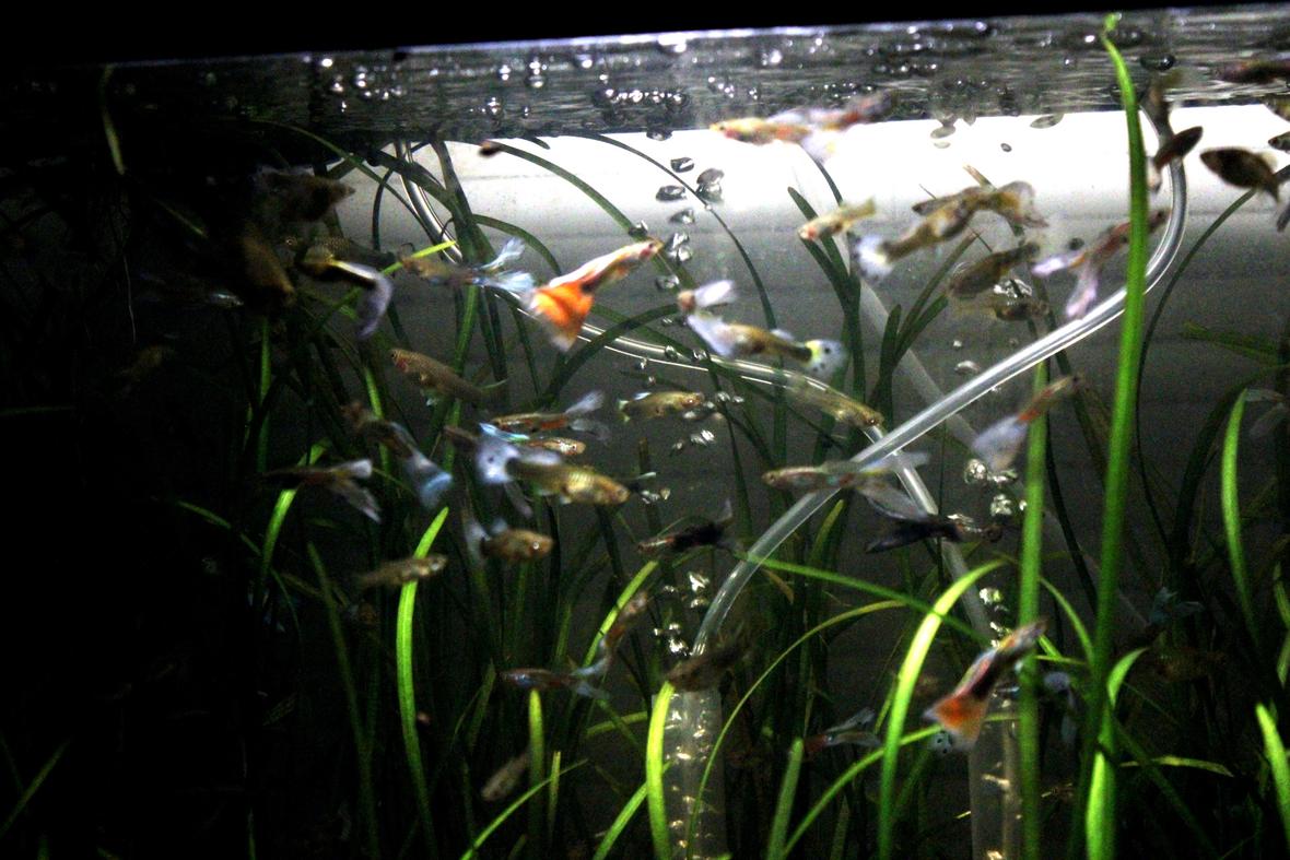 fish tank picture - Guppies in my plant fish tank!