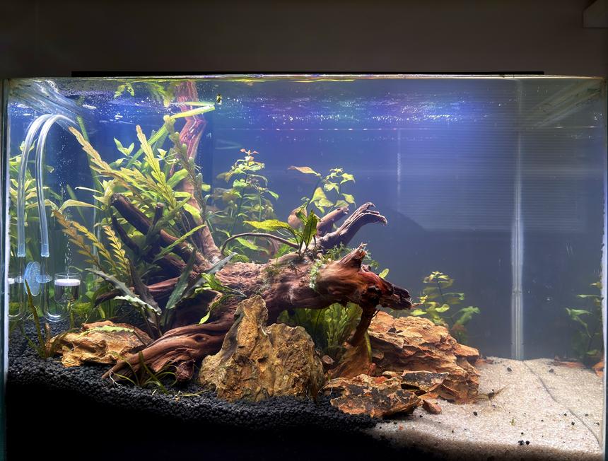 Rated #5: 8 Gallons Planted Tank - 8 gallons planted tank