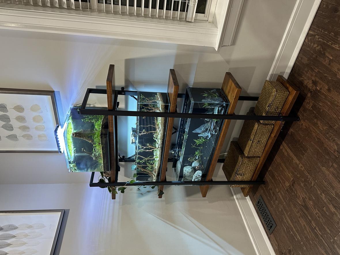 freshwater fish stocking in 75 gallons tank - Bottom tank is three buxar badis and six ember tetras (11 gallon long). Middle tank is four pea puffers and snails (7 gallon long)Top tank is about 50 cherry shrimp, and ramshorn snails (7 gal cube)