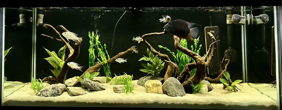 freshwater fish stocking in 75 gallons tank - 75G SA Cichlid Tank