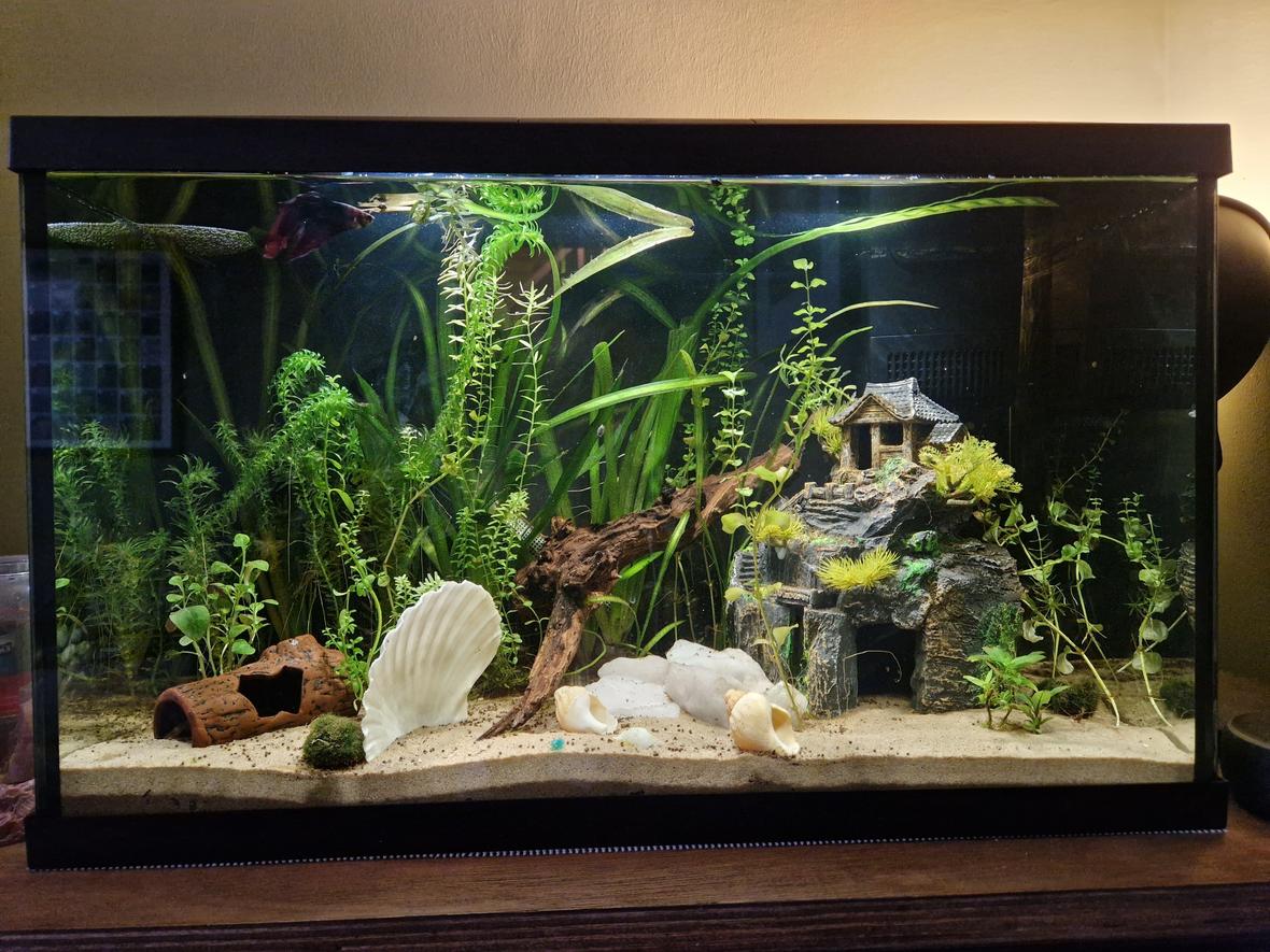 15 gallons planted tank (mostly live plants and fish) - Shrimpy Mcshrimpface hiding in the ceramic log. Ketchup the Betta little his best life