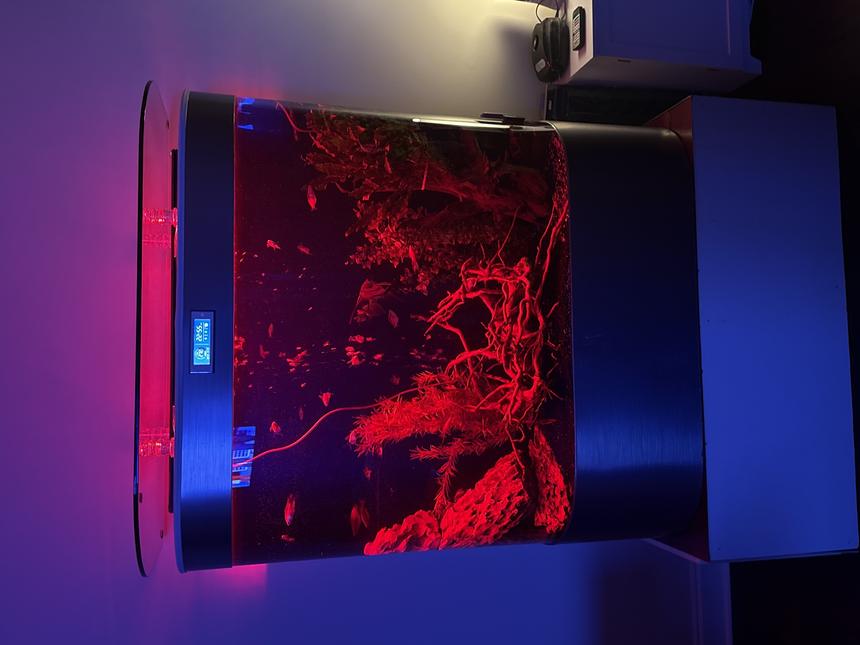 Rated #10: Freshwater Fish Stocking In 46 Gallons Tank - My perfectly set up for 120