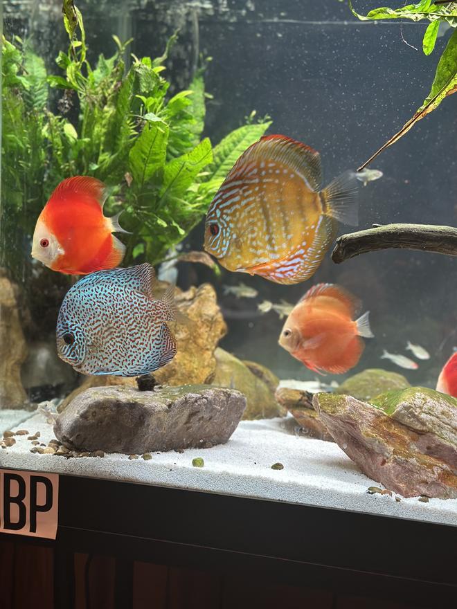freshwater fish stocking in 125 gallons tank - Discus: The King of the Freshwater Fish