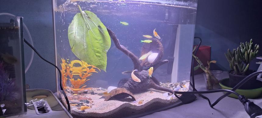 Rated #7: Freshwater Fish Stocking In 10 Gallons Tank - 32L tank - 1 Guppy, 1 Widow, 2 Platies, 2 Mollies, 3 Zebra DainosDecorated using: 500g Driftwood, 1.5kg sand, 1kg Gravel, 3-4 White stones, 1 Betel leaf for tannins, 2 DIY Coconut Shell caves, 1 Artificial plant, 1 PVC Pot Cave