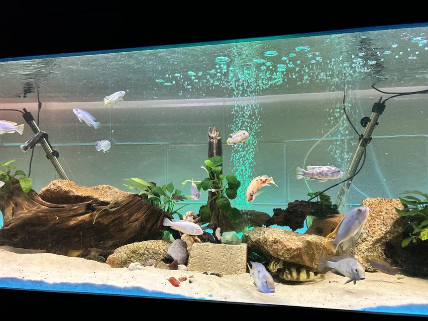 Rated #8: Freshwater Fish Stocking In 160 Gallons Tank - My tank