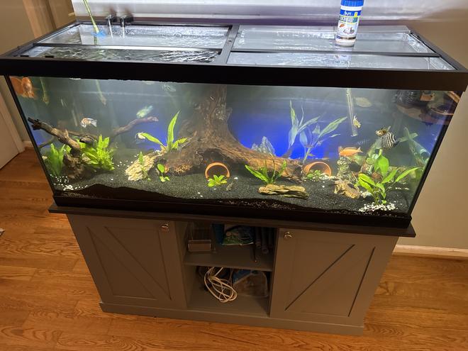 75 gallons planted tank (mostly live plants and fish) - 75 gal