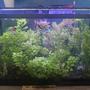 30 gallons planted tank (mostly live plants and fish) - First planted tank