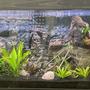 60 gallons planted tank (mostly live plants and fish) - Angelfish Community