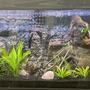 60 gallons planted tank (mostly live plants and fish) - Angelfish Community