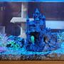fish tank picture - Castle1