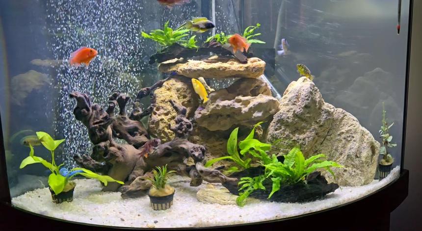 Rated #7: 47 Gallons Planted Tank - My tank