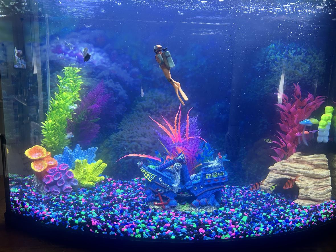 40 gallons freshwater fish tank (mostly fish and non-living decorations) - My Tank. . .
